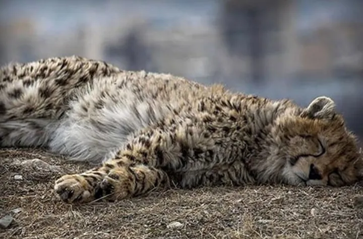 برای مرگ پیروز و احتمال انقراضش